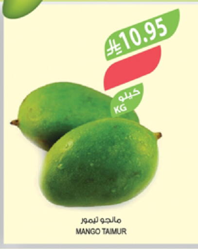 Mangoes available at Farm  in KSA, Saudi Arabia, Saudi - Khafji
