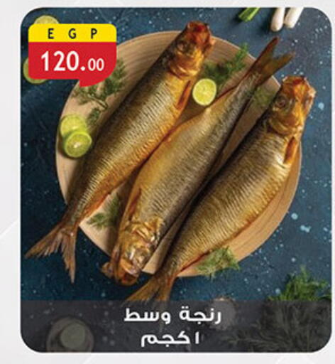available at Al Rayah Market   in Egypt - Cairo