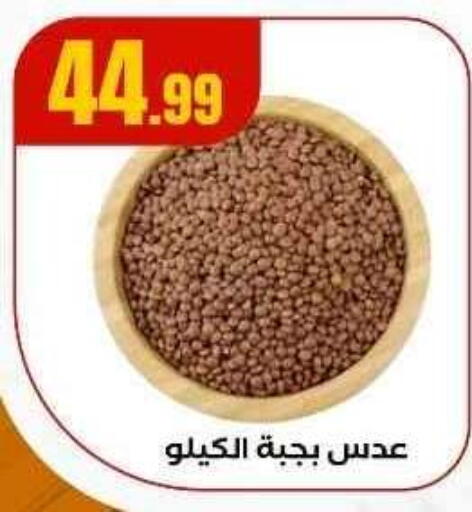 available at المحلاوي ستورز in Egypt - القاهرة