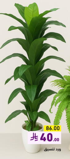available at Aswaq Ramez in KSA, Saudi Arabia, Saudi - Tabuk