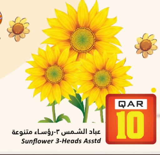 available at Dana Hypermarket in Qatar - Al-Shahaniya