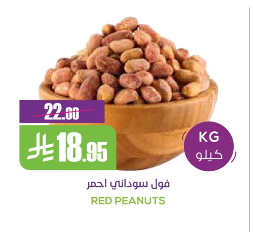 available at سبت in مملكة العربية السعودية, السعودية, سعودية - بريدة