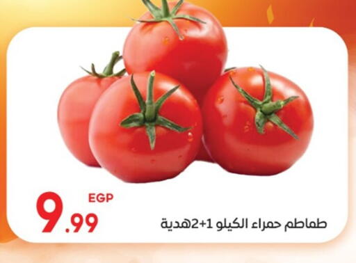 Tomato available at El mhallawy Sons in Egypt - Cairo