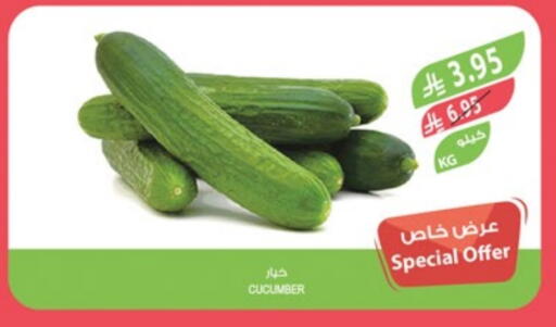 Fresh Vegetables in Farm , Saudi Arabia Offers - Saudi Arabia Cucumber available at Farm in KSA, Saudi Arabia, Saudi - Hafar Al Batin
