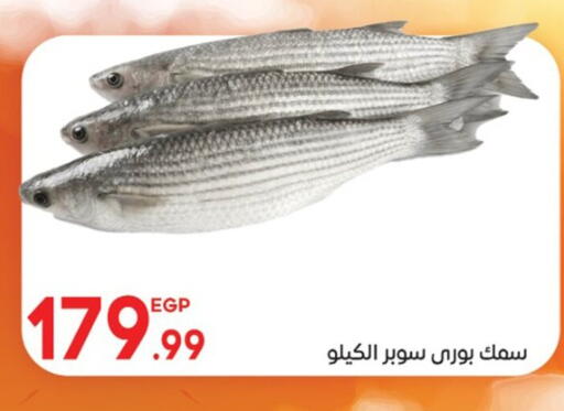 available at El mhallawy Sons in Egypt - Cairo