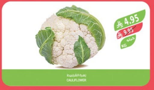Fresh Vegetables in Farm , Saudi Arabia Offers - Saudi Arabia Cauliflower available at Farm in KSA, Saudi Arabia, Saudi - Hafar Al Batin