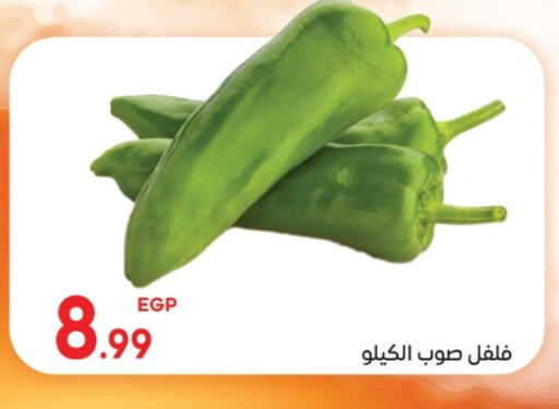 available at El mhallawy Sons in Egypt - Cairo