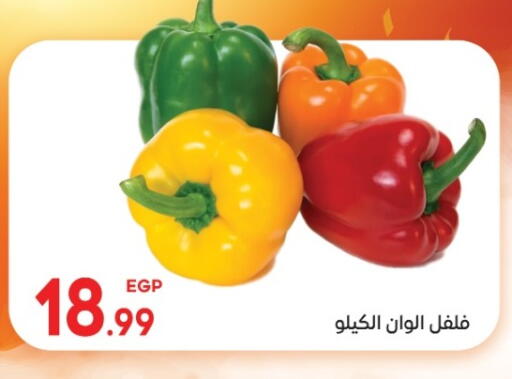 available at El mhallawy Sons in Egypt - Cairo