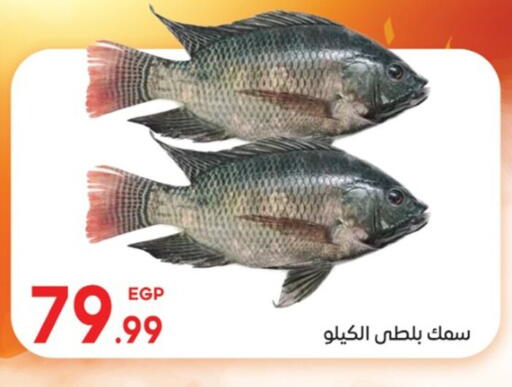 available at El mhallawy Sons in Egypt - Cairo