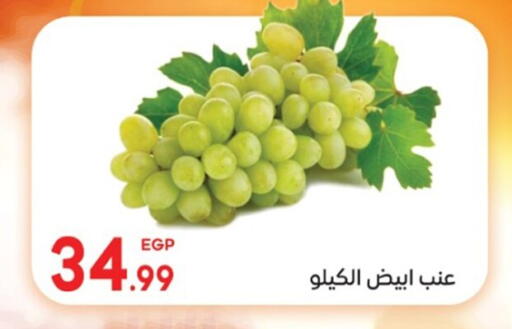available at El mhallawy Sons in Egypt - Cairo