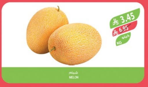 Sweet melon available at Farm  in KSA, Saudi Arabia, Saudi - Jazan