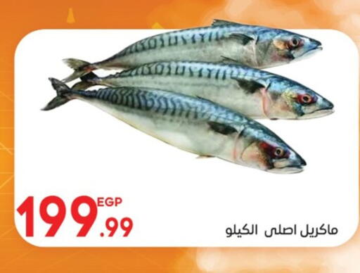 available at El mhallawy Sons in Egypt - Cairo