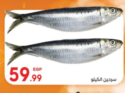 available at El mhallawy Sons in Egypt - Cairo