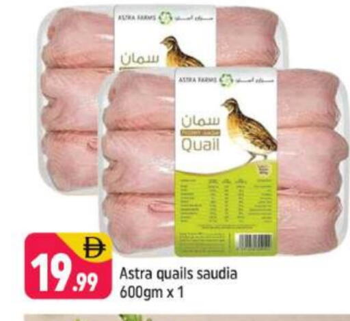 available at Shaklan  in UAE - Dubai