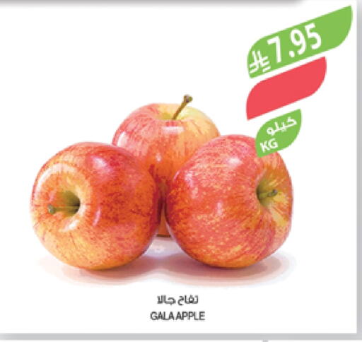 Apples available at Farm  in KSA, Saudi Arabia, Saudi - Abha