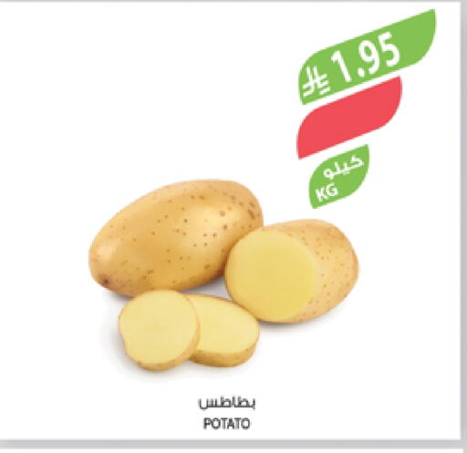 Potato available at Farm  in KSA, Saudi Arabia, Saudi - Abha
