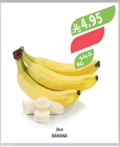 Banana available at Farm  in KSA, Saudi Arabia, Saudi - Dammam
