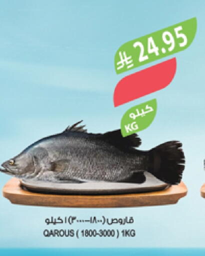 available at المزرعة in مملكة العربية السعودية, السعودية, سعودية - تبوك