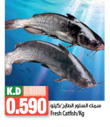 Mango available at Mango Hypermarket  in Kuwait - Kuwait City