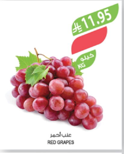 Grapes available at Farm  in KSA, Saudi Arabia, Saudi - Khafji