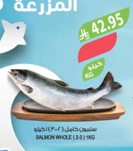 available at المزرعة in مملكة العربية السعودية, السعودية, سعودية - تبوك