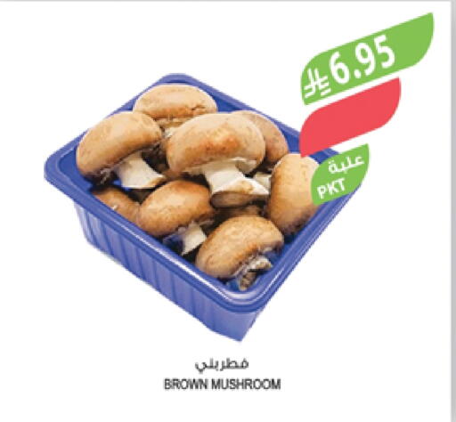 Mushroom available at Farm  in KSA, Saudi Arabia, Saudi - Sakaka