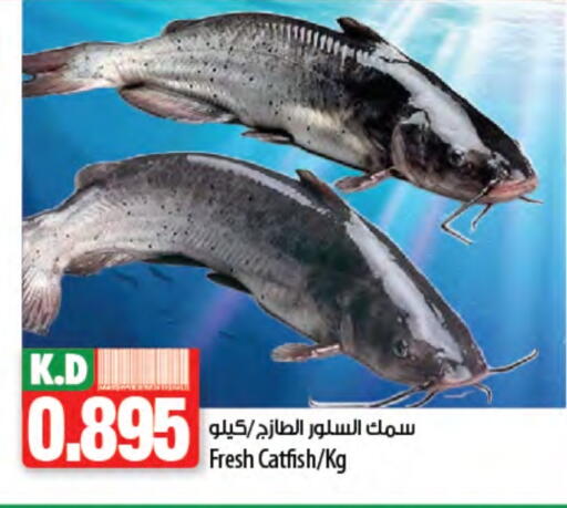 Mango available at Mango Hypermarket  in Kuwait - Kuwait City