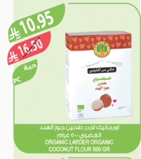 Coconut available at Farm  in KSA, Saudi Arabia, Saudi - Tabuk