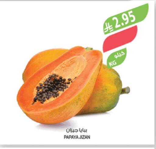 Papaya available at Farm  in KSA, Saudi Arabia, Saudi - Abha