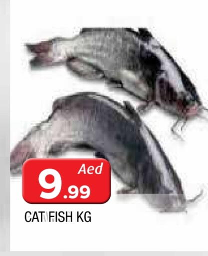 available at المدينة in الإمارات العربية المتحدة , الامارات - الشارقة / عجمان