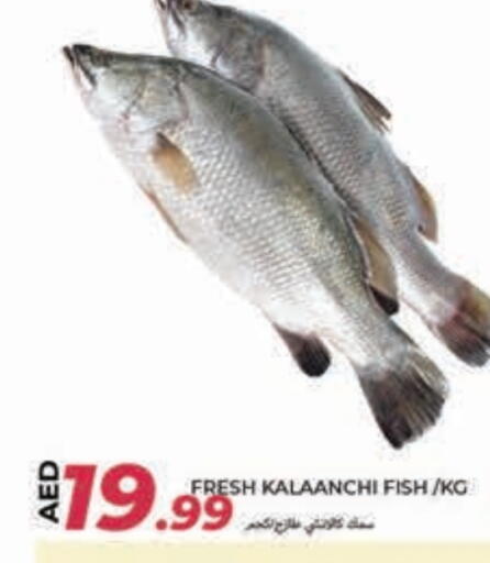 available at  روابي ماركت عجمان in الإمارات العربية المتحدة , الامارات - الشارقة / عجمان