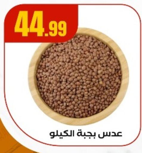 available at المحلاوي ستورز in Egypt - القاهرة