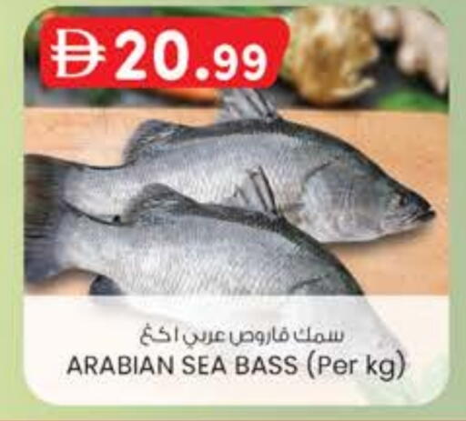 available at K M Trading  in UAE - Fujairah