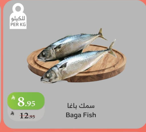 available at الراية in مملكة العربية السعودية, السعودية, سعودية - المدينة المنورة