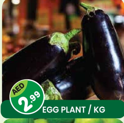 available at سنابل بني ياس in الإمارات العربية المتحدة , الامارات - أم القيوين‎