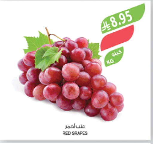 Grapes available at Farm  in KSA, Saudi Arabia, Saudi - Yanbu