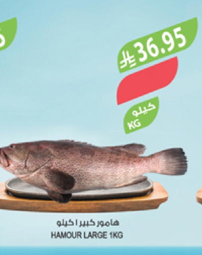 available at المزرعة in مملكة العربية السعودية, السعودية, سعودية - الأحساء‎