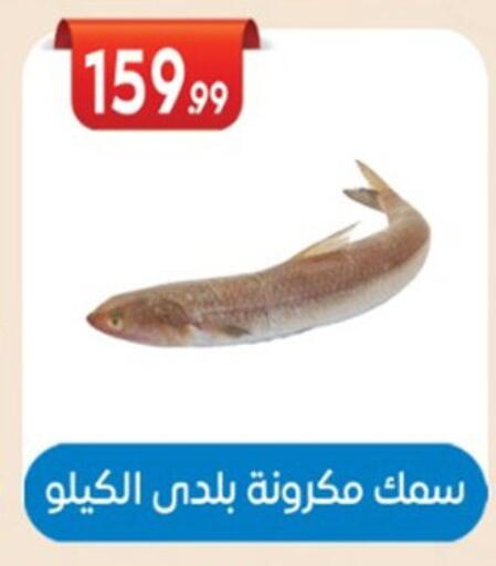 available at El mhallawy Sons in Egypt - Cairo
