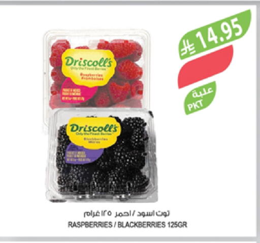 Fresh Fruits in Farm , Saudi Arabia Offers - Saudi Arabia Berries available at Farm in KSA, Saudi Arabia, Saudi - Al-Kharj