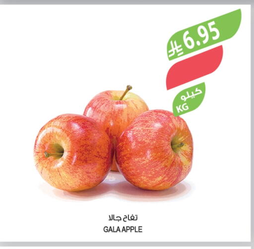 Fresh Fruits in Farm , Saudi Arabia Offers - Saudi Arabia Apples available at Farm in KSA, Saudi Arabia, Saudi - Al-Kharj