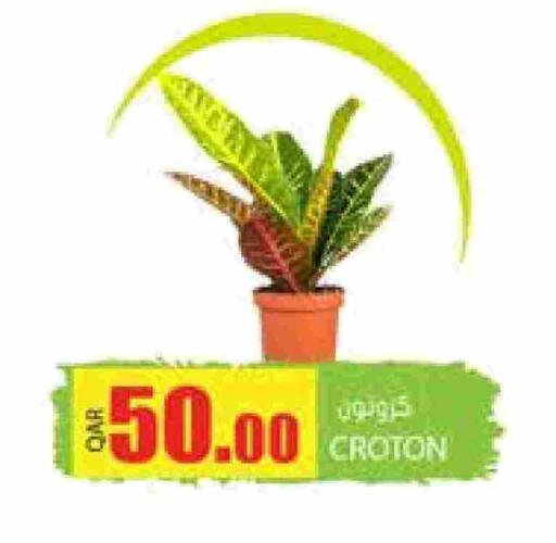 available at Grand Hypermarket in Qatar - Doha
