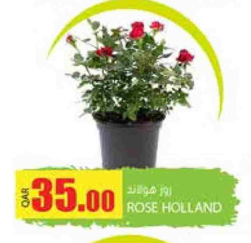 available at Grand Hypermarket in Qatar - Doha
