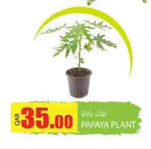 Papaya available at Grand Hypermarket in Qatar - Al-Shahaniya