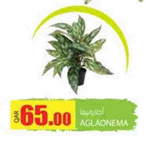 available at Grand Hypermarket in Qatar - Doha