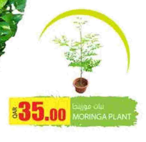 available at Grand Hypermarket in Qatar - Doha