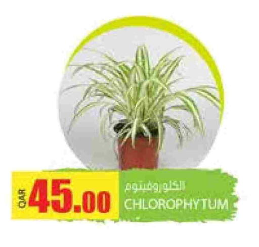 available at Grand Hypermarket in Qatar - Doha