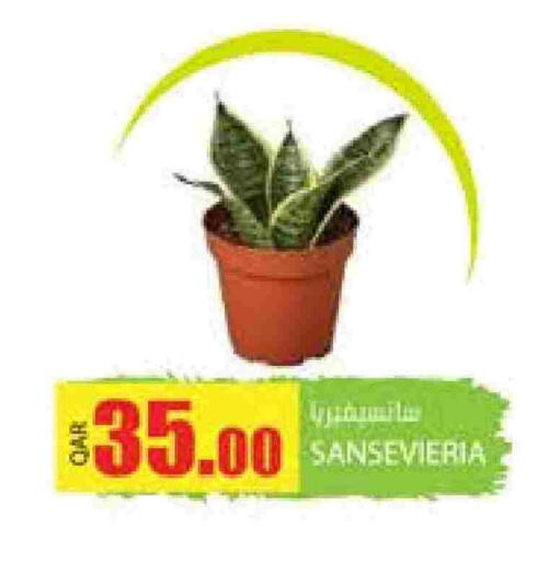 available at Grand Hypermarket in Qatar - Doha