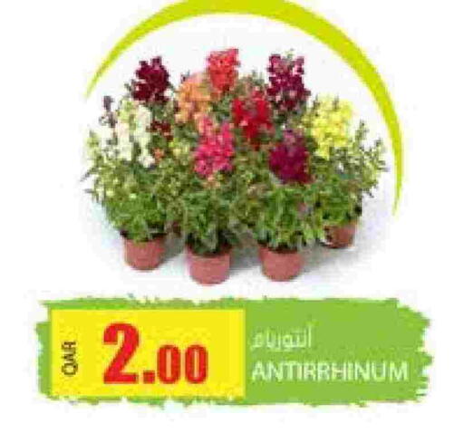available at Grand Hypermarket in Qatar - Doha