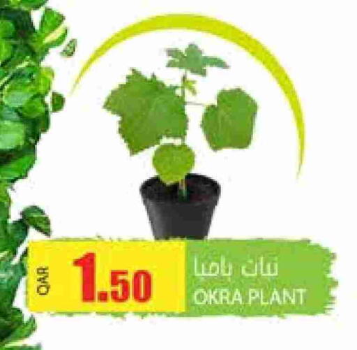 Okra available at Grand Hypermarket in Qatar - Doha
