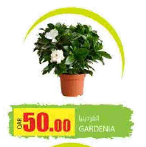available at Grand Hypermarket in Qatar - Doha